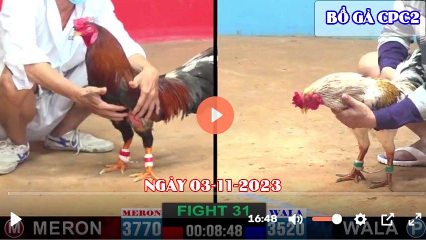 Video đá gà CPC2 ngày 03-11-2023