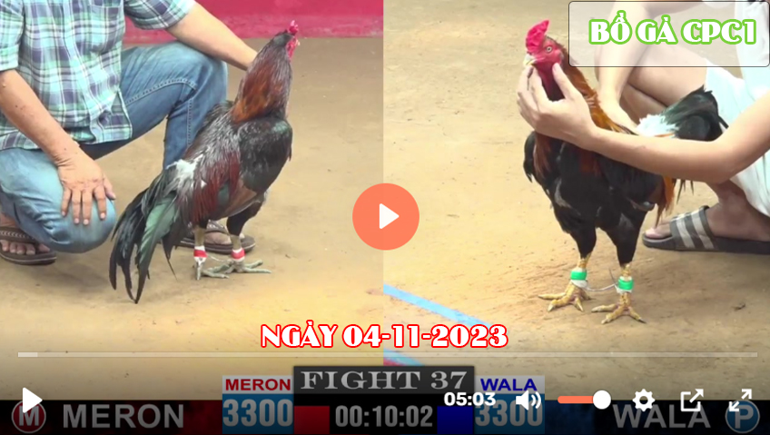 Video đá gà CPC1 ngày 04-11-2023