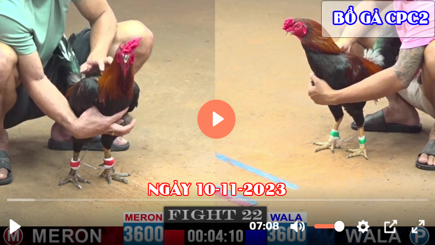 Video đá gà CPC2 ngày 10-11-2023