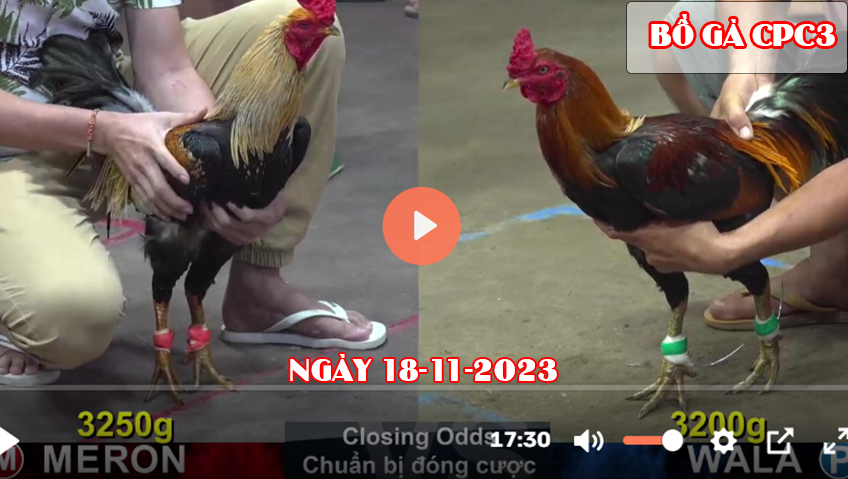 Xem đá gà CPC3 ngày 18-11-2023