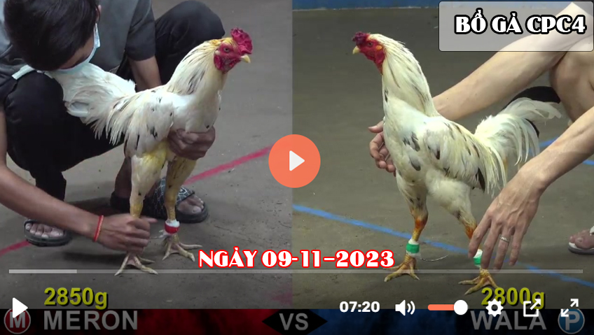 Video đá gà CPC4 ngày 09-11-2023