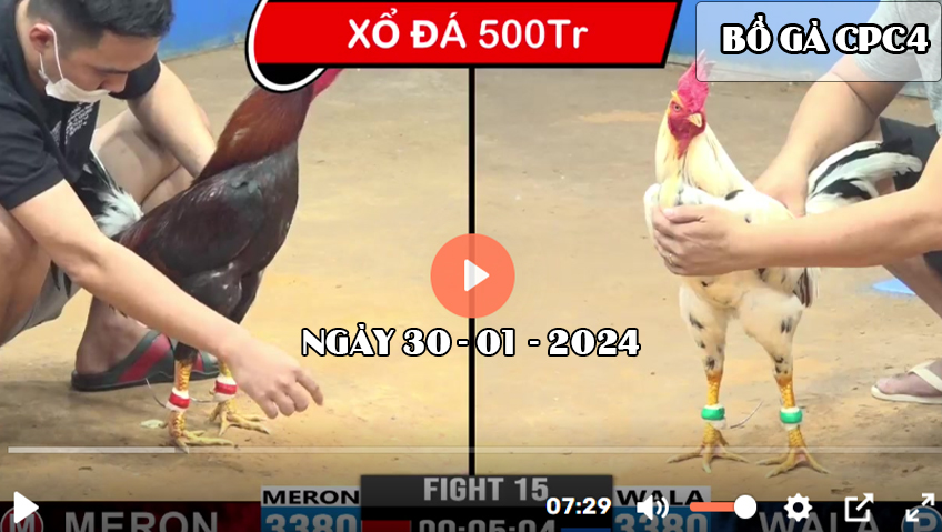 Xem đá gà CPC4 ngày 30-01-2024