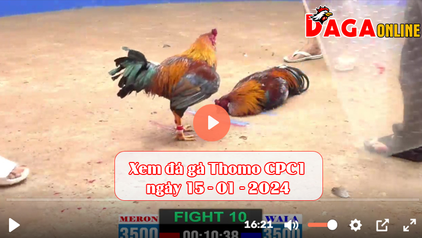 Xem đá gà CPC1 ngày 15-01-2024