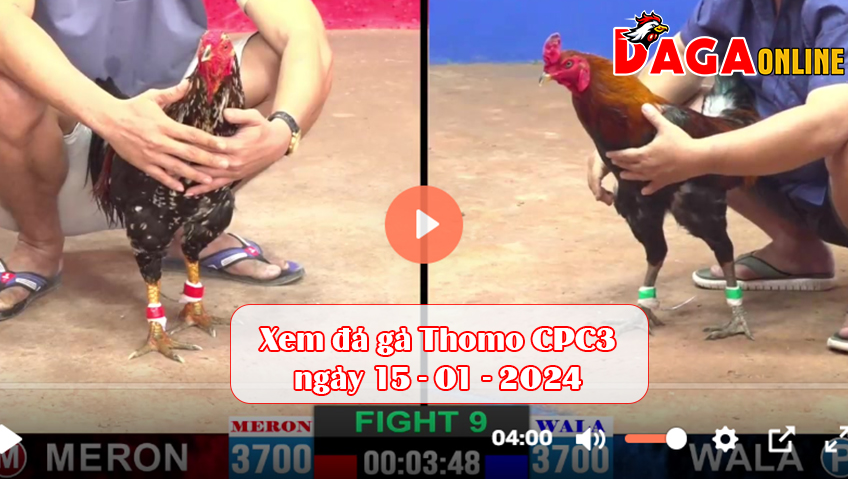 Xem đá gà CPC3 ngày 15-01-2024