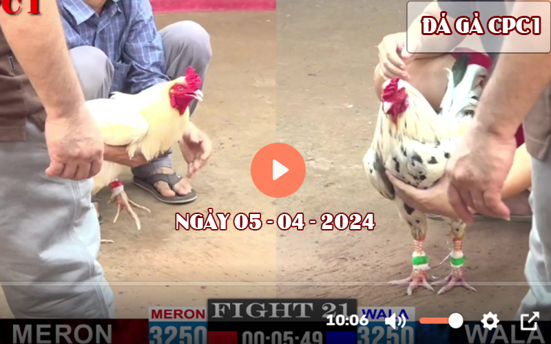 Xem đá gà CPC1 ngày 05-04-2024