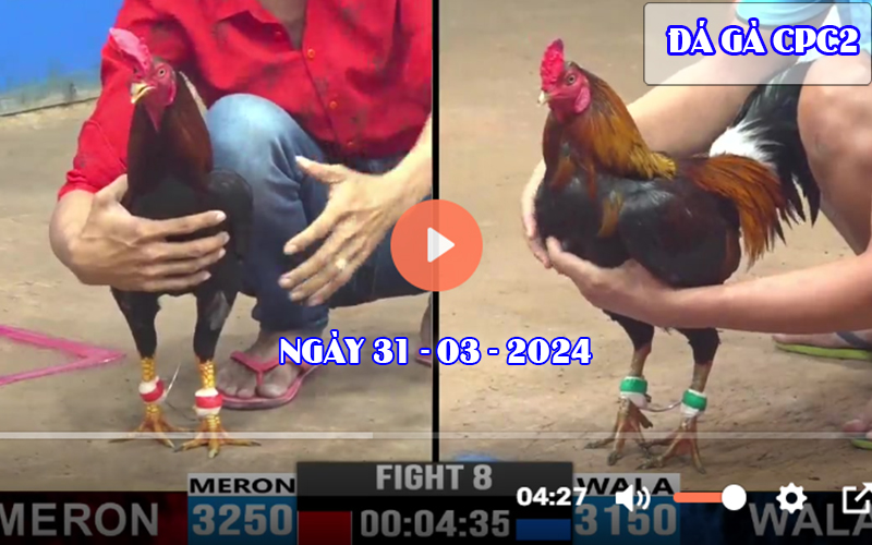 Xem đá gà CPC2 ngày 31-03-2024