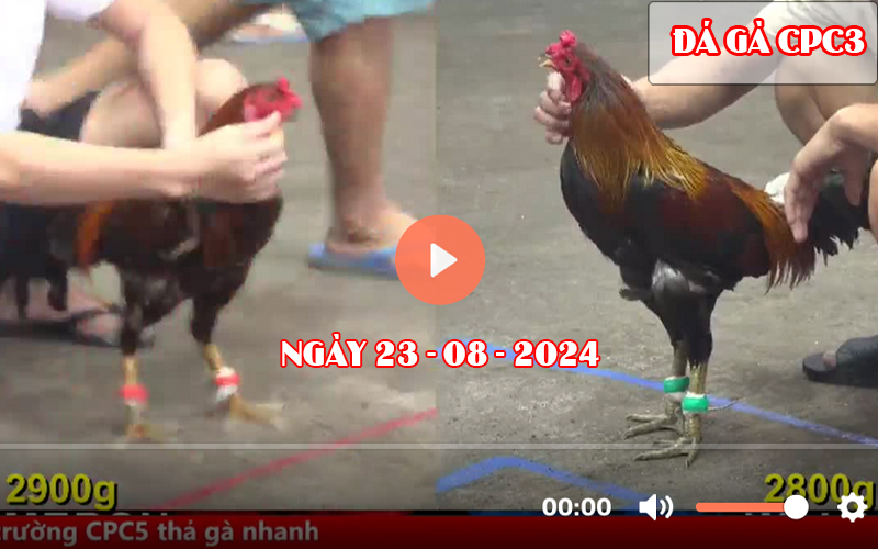 Video đá gà CPC3 Thomo ngày 23-08-2024