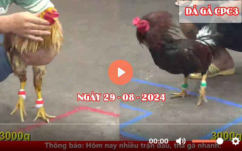 Video đá gà CPC3 Thomo ngày 29-08-2024