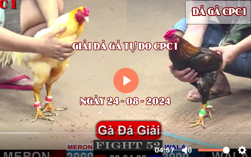 Giải đá gà tự do bồ CPC1 ngày 24-08-2024