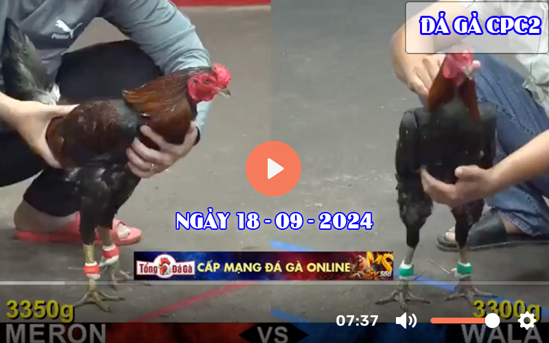 Video đá gà CPC2 SV388 ngày 18-09-2024