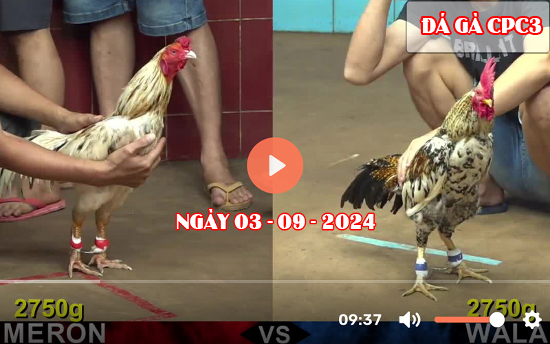 Video đá gà CPC3 Thomo ngày 03-09-2024