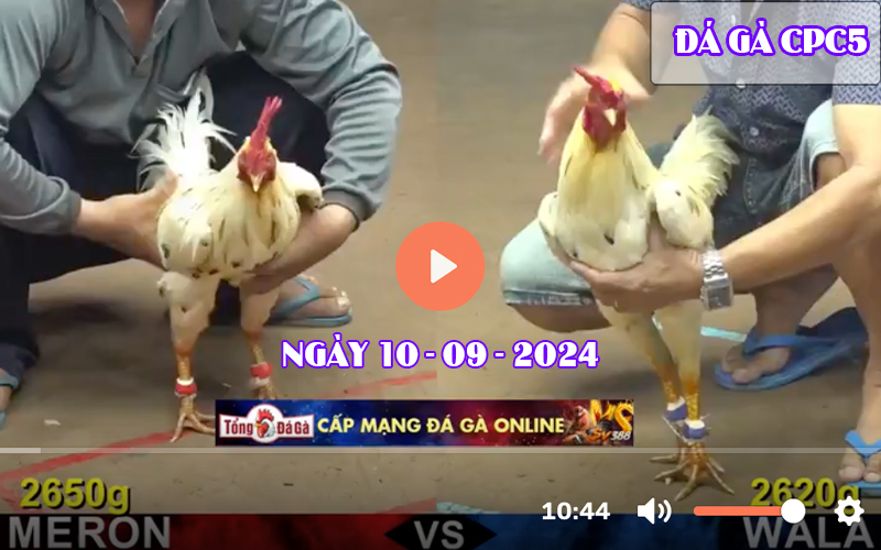 Video đá gà CPC5 Sv388 ngày 10-09-2024